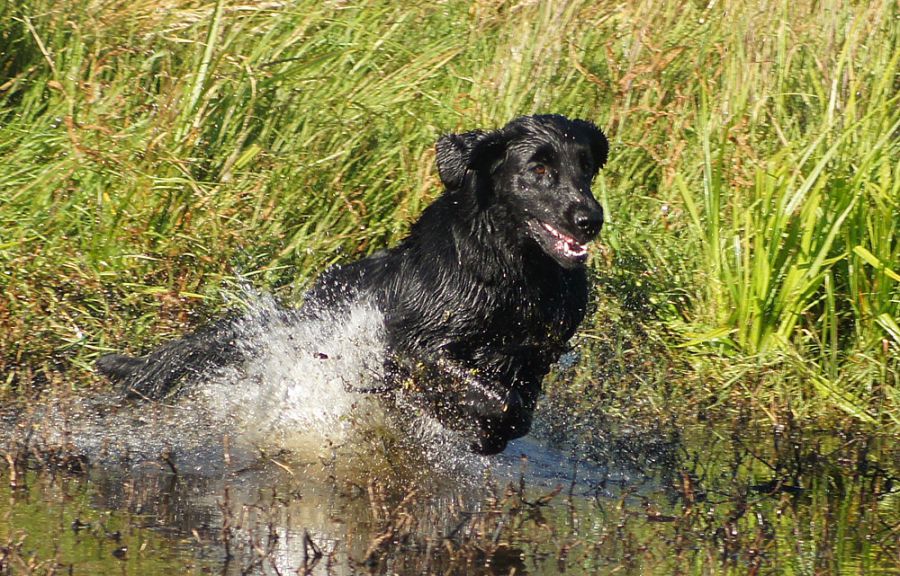 Black Amandas Glimmering Star fra Kennel Hegnets