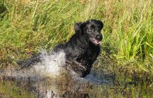 Black amandas Glimmering Star. Kennel Hegnets. Opdræt af flat coated retrievere