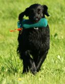 Black amandas Glimmering Star. Kennel Hegnets. Opdræt af flat coated retrievere