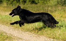 Black amandas Glimmering Star. Kennel Hegnets. Opdræt af flat coated retrievere