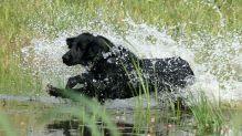 Black Amandas Glimmering Star fra kennel Hegnets (Hegnet)