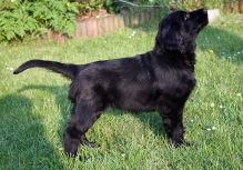 Black Amandas Glimmering Star fra kennel Hegnets (Hegnet)