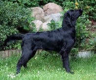 Black Amandas Glimmering Star fra kennel Hegnets (Hegnet)