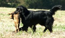 Black Amandas Glimmering Star fra kennel Hegnets (Hegnet)