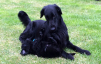 Kennel_Hegnets_hvalpe