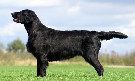 Kennel Hegnets - Opdræt ad flat coated retrievere