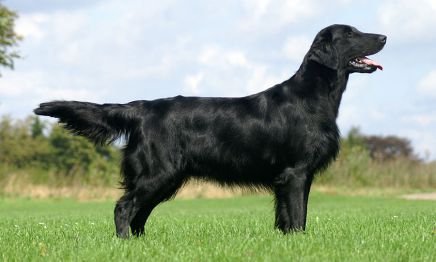 Kennel Hegnets - Opdræt ad flat coated retrievere