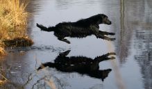 Hegnets Art By Fleury-Laurent - Kennel Hegnets - Opdræt af flatcoated retrievere