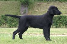 Hegnets Art By Fleury-Laurent, Kennel Hegnets, Hegnet, Flatcoated Retriever, Flat Coated Retriever