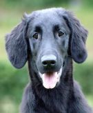 Hegnets Art By Fleury-Laurent, Kennel Hegnets, Hegnet, Flatcoated Retriever, Flat Coated Retriever