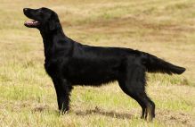 Hegnets Art By Fleury-Laurent - Kennel Hegnets opdræt af flatcoated retrievere