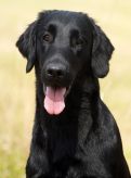 Hegnets Art By Fleury-Laurent - Kennel Hegnets opdræt af flatcoated retrievere