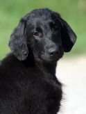 Hegnets Art By Fleury-Laurent, Kennel Hegnets, Hegnet, Flatcoated Retriever, Flat Coated Retriever