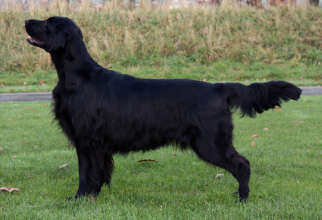 Hegnets Art By Fleury-Laurent, Hegnet opdræt af Flat Coated Retriever