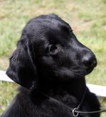 Hegnets Art By Fleury-Laurent, Kennel Hegnets, Hegnet, Flatcoated Retriever, Flat Coated Retriever