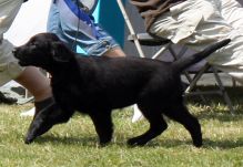 Hegnets Art By Fleury-Laurent, Kennel Hegnets, Hegnet, Flatcoated Retriever, Flat Coated Retriever