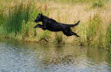 Hegnets Art By Fleury-Laurent - Kennel Hegnets opdræt af flatcoated retrievere