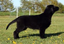 Hegnets Art By Fleury-Laurent, Kennel Hegnets, Hegnet, Flatcoated Retriever, Flat Coated Retriever