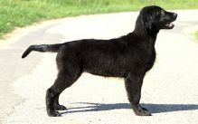 Hegnets Art By Fleury-Laurent, Kennel Hegnets, Hegnet, Flatcoated Retriever, Flat Coated Retriever