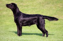 Hegnets Art By Fleury-Laurent - Kennel Hegnets - Opdræt af flatcoated retrievere