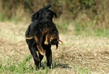 Hegnets Art By fleury-Laurent, Kennel Hegnets, Hegnet, Flatcoated Retriever, Flat Coated Retriever