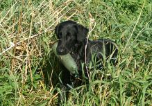 Hegnets Art By fleury-Laurent, Kennel Hegnets, Hegnet, Flatcoated Retriever, Flat Coated Retriever