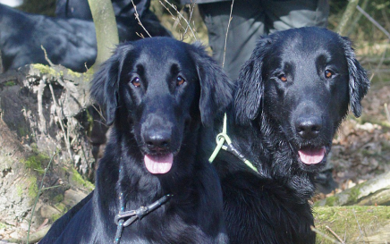 Kennel Hegnets flatcoat hanner