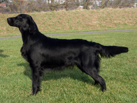 Hegnets Design By Rose Bertin - Hegnet opdræt af Flat Coated Retriever