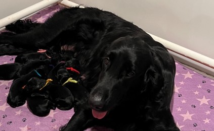 Flatcoated Retriever hvalpe