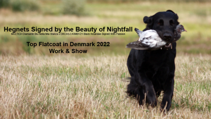 Flatcoated Retriever hvalpe