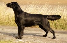 Kennel Hegnets - Opdræt af Flat Coated Retrievere