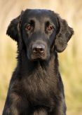 Kennel Hegnets - Opdræt af Flat Coated Retrievere