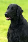 Kennel Hegnets - Opdræt af Flat Coated Retrievere