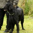 Kennel Hegnets - Opdræt af Flat Coated Retrievere