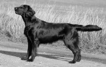 Kennel Hegnets - Opdræt af Flat Coated Retrievere