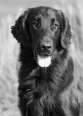 Kennel Hegnets - Opdræt af Flat Coated Retrievere