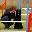 Kennel Hegnets - Opdræt af Flat Coated Retrievere