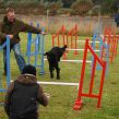 Kennel Hegnets - Opdræt af Flat Coated Retrievere