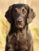 Kennel Hegnets - Opdræt af Flat Coated Retrievere