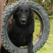 Kennel Hegnets - Opdræt af Flat Coated Retrievere