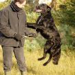 Kennel Hegnets - Opdræt af Flat Coated Retrievere