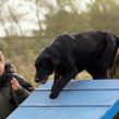 Kennel Hegnets - Opdræt af Flat Coated Retrievere