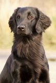 Kennel Hegnets - Opdræt af Flat Coated Retrievere