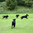 Hvalpetræf hos Kennel Hegnets, Kolding