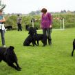 Hvalpetræf hos Kennel Hegnets, Kolding