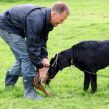 Hvalpetræf hos Kennel Hegnets, Kolding