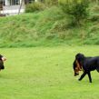 Hvalpetræf hos Kennel Hegnets, Kolding