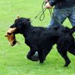 Hvalpetræf hos Kennel Hegnets, Kolding