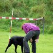 Hvalpetræf hos Kennel Hegnets, Kolding