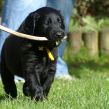 Kunstnerkuldet fra Kennel Hegnets - Hegnet